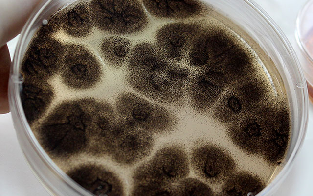 Asperigillus
