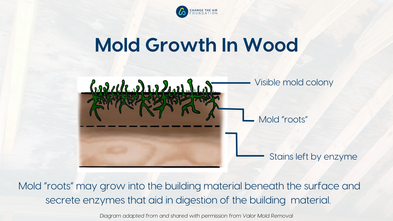 Mold Growth in Wood 1
