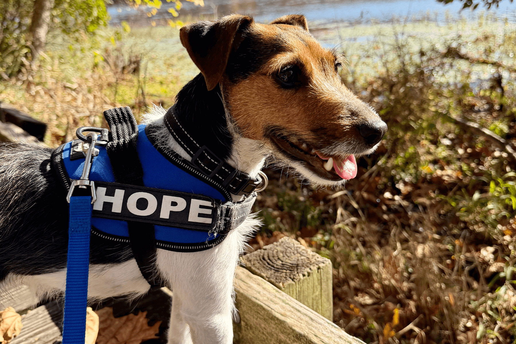 Sniffing Out Mold: Mold Dogs & Inspections - Change the Air Foundation